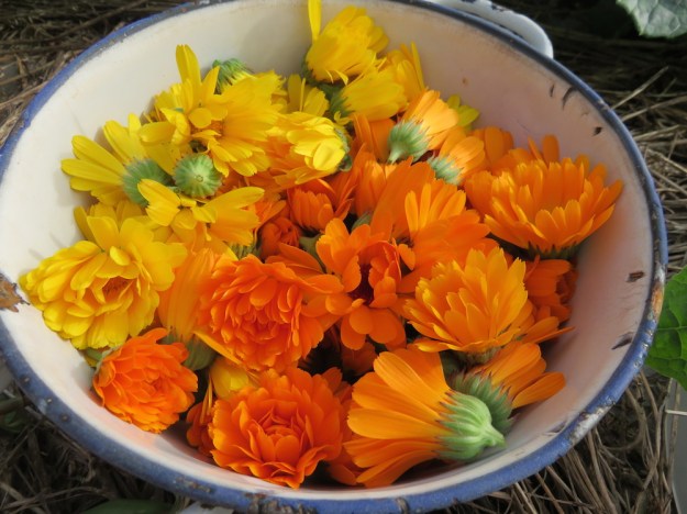 ringelblumenblueten geerntet