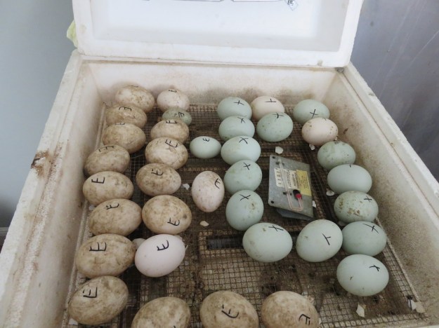 Grüne Eier von Pommernenten