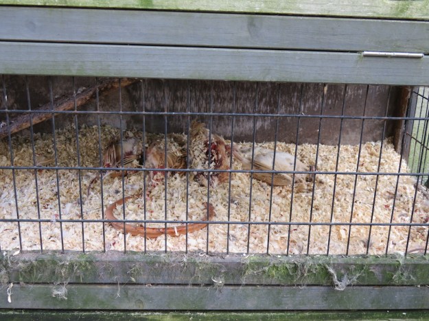 Wachteln tot im Kaninchenstall