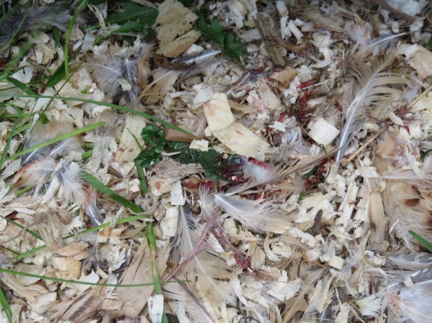 Hier war vermutlich ein Mauswiesel am Werk