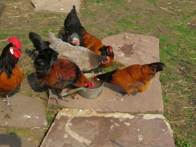 Hühner trinken Tibica-Wasser (Wasserkefir)