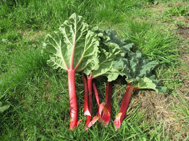 Rhabarbergrütze traditionell norddeutsch