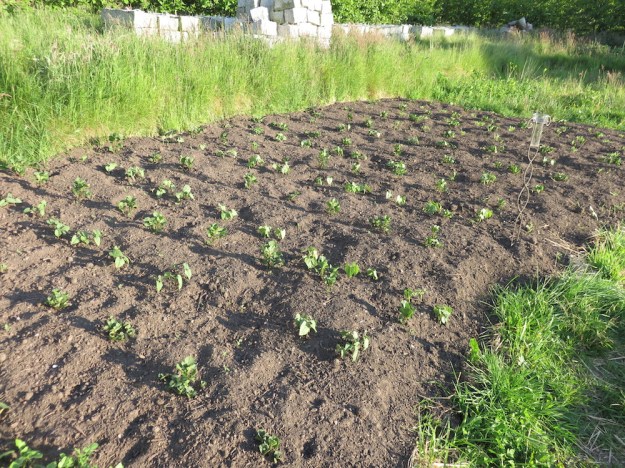 landgewinnung-kartoffeln-bohnen