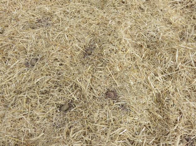 landgewinnung-strohkartoffeln-hornspaene