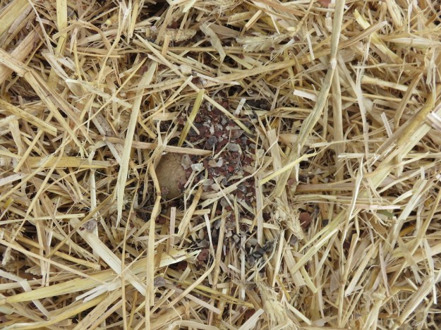 landgewinnung-strohkartoffeln