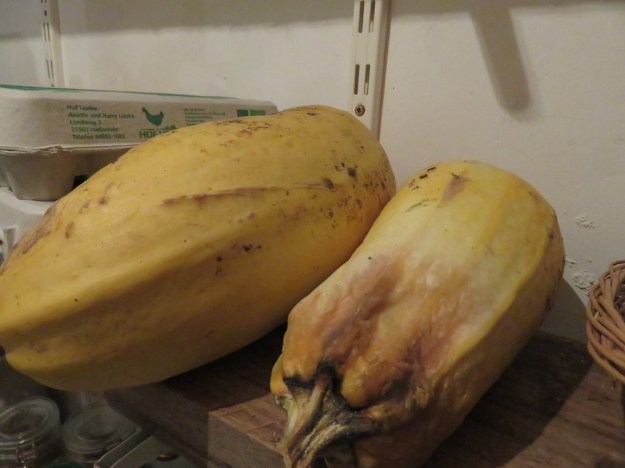 Wie lagerfähig sind ausgereifte Zucchini? Ein Versuch