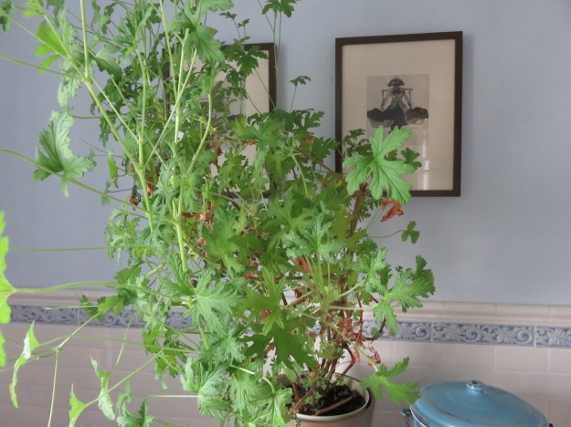 duftpelargonie - Zitronengeranie