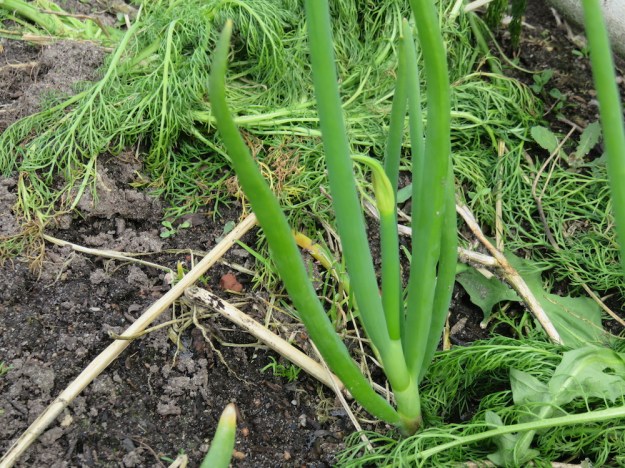 Etagenzwiebel mit Blüte