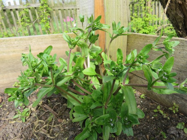 Feldsalat geht in Blüte