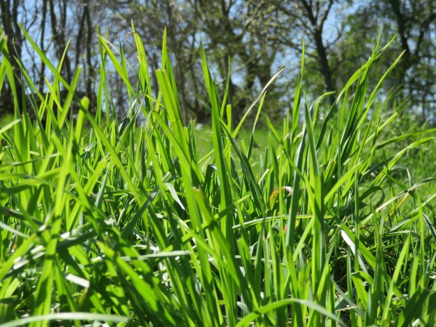 gras-sonne