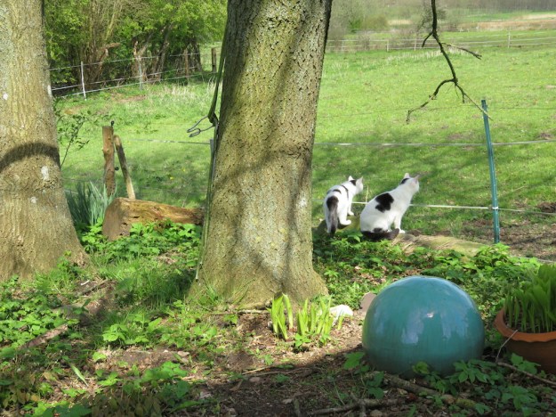 grenzwächter-katzen