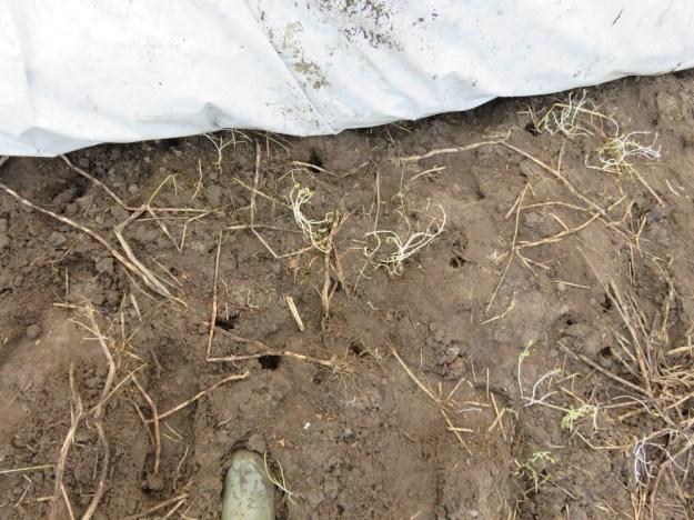 So sieht der Boden unter der Folie aus