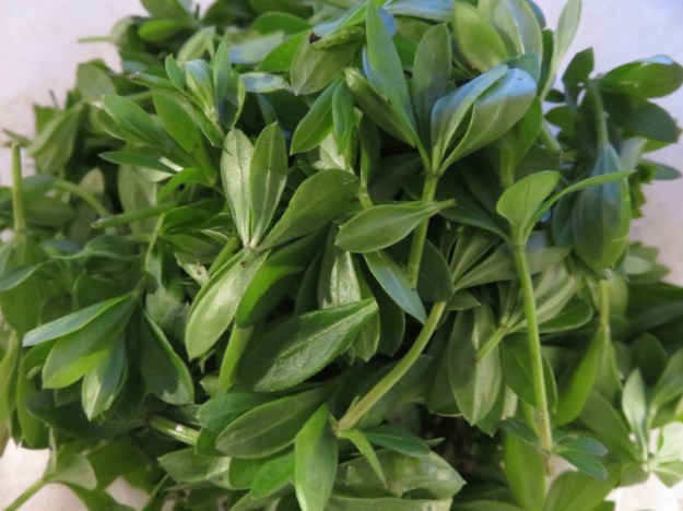 Waldmeister frisch geerntet