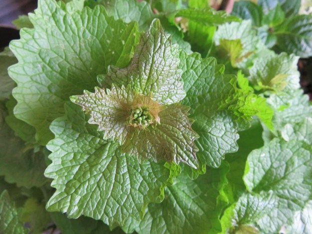 Frisch geschenkte Knoblauchsrauke