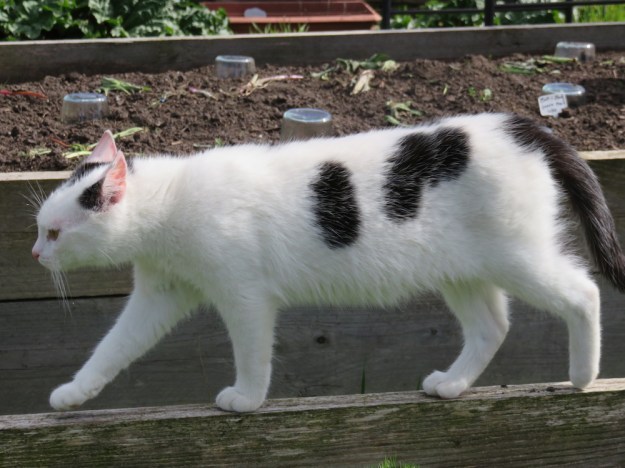 Katzen-Parcours zum Balancieren