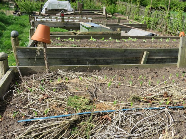 Überblick mit Zwiebeln und Schalotten