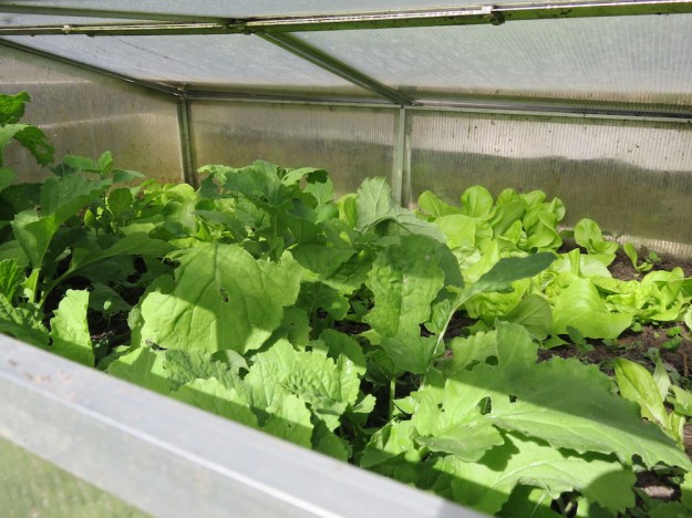 Frühbeet mit Rettich 'Ostergruß rosa' und Salat 'Maikönig'