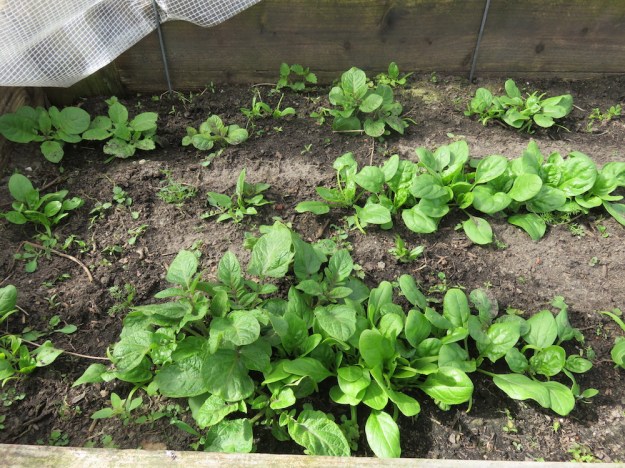 Frühkartoffeln 'Roter Erstling' und Spinat