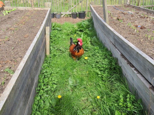 Zwischen den Beeten ist die Hühnerfreiheit grenzenlos