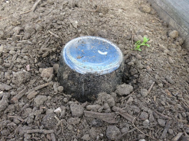 Mini-Gewächshaus für Einlegegurke aus Weck-Glas