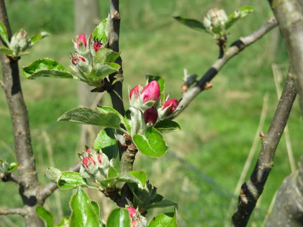 Ähhh Antikapfel vermutlich