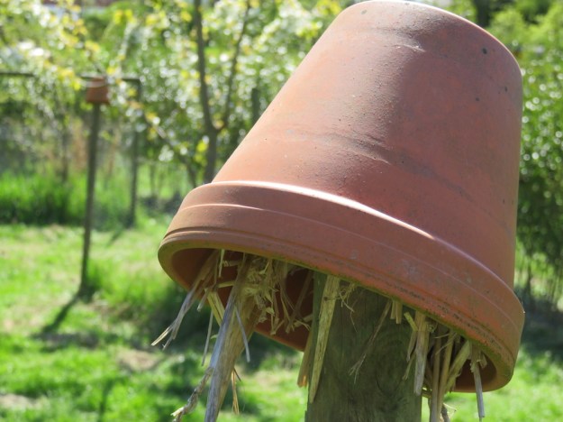 Nützlingsunterkunft im Tontopf auf der Streuobstwiese
