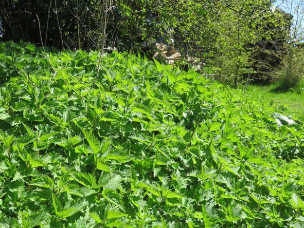 Eine der Brennnesselplantagen