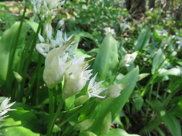 Bärlauch mit Blüten
