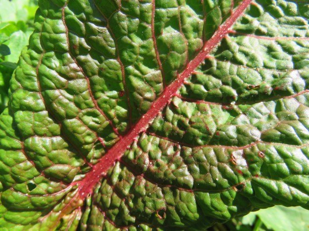 Sauerampfer all überall