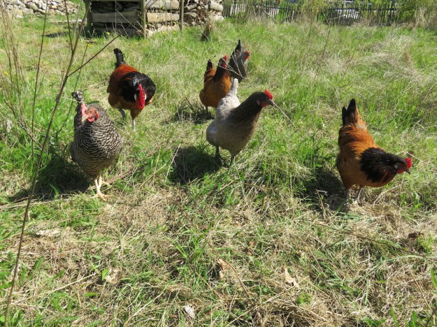 Die wilde Horde verfolgt mich auf Schritt und Tritt durch den Garten