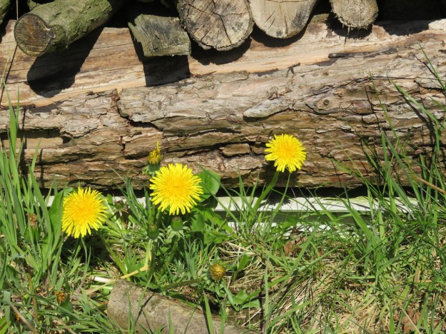 Löwenzahn für Löwenzahnblütengelee