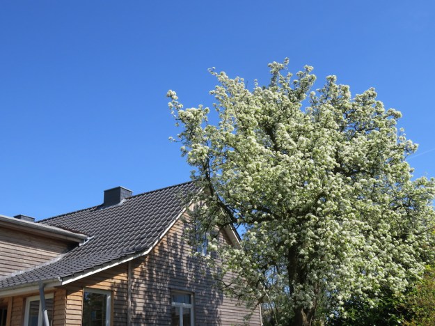 Uralter Birnbaum, höher als das Haus