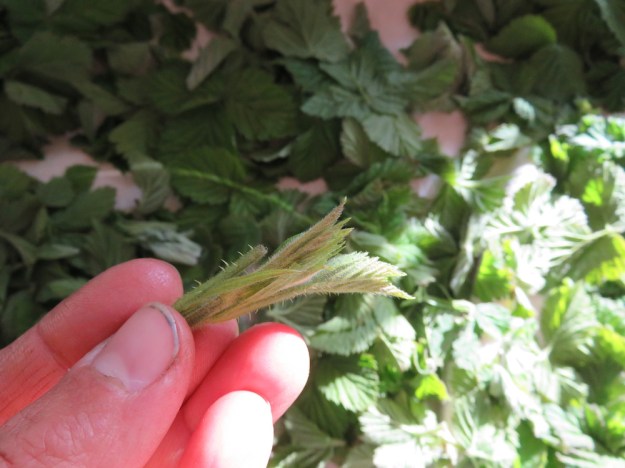 first flush Brombeerblätter