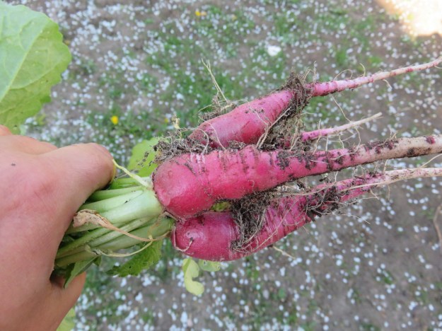 Rettich 'Ostergruß rosa'