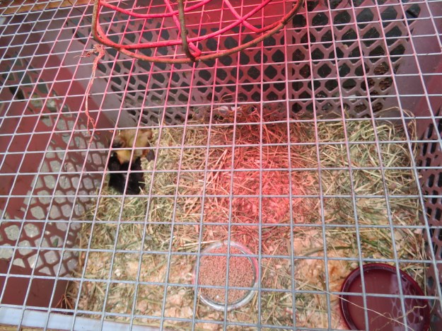 pommernenten-kueken-kunstbrut