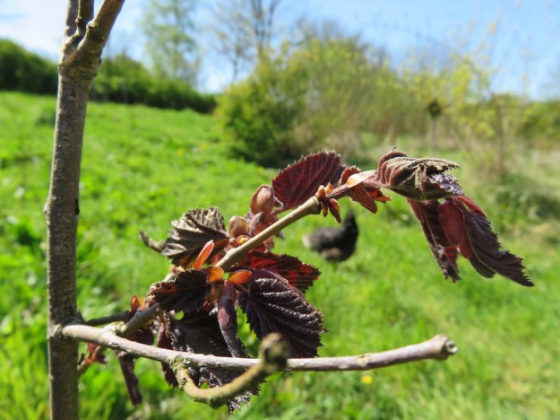 Rotblättrige Zellernuss