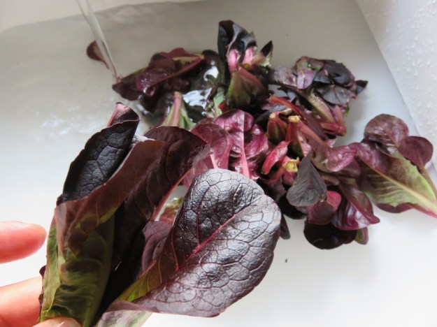 roter-feldsalat-romana2