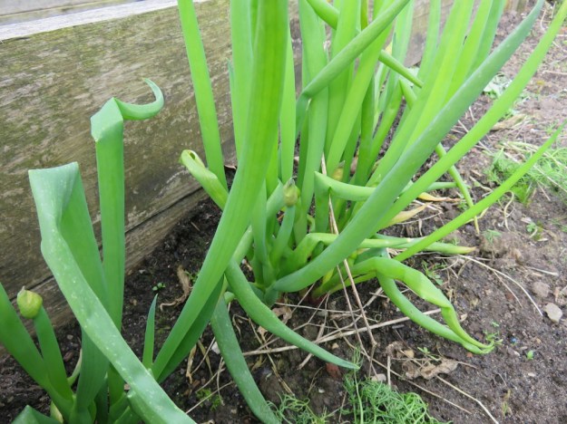 Winterhecke mit Blüte