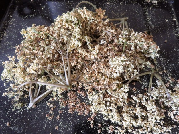 backofen-holunderblüten