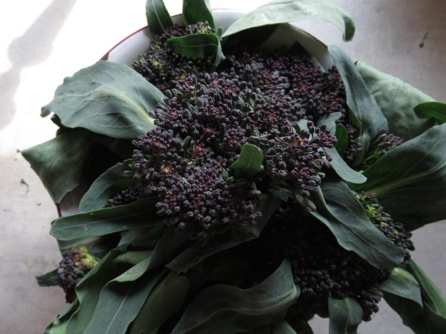 broccoli-rosalind-roh