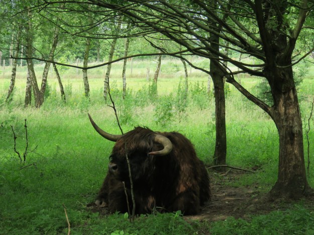 hochlandrind-halboffene-weidelandschaft