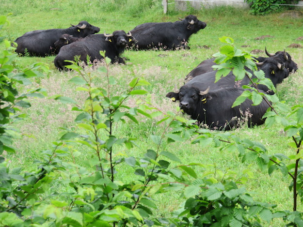 Faule Büffel bei Regenwetter