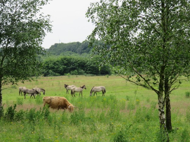 konik-büffel