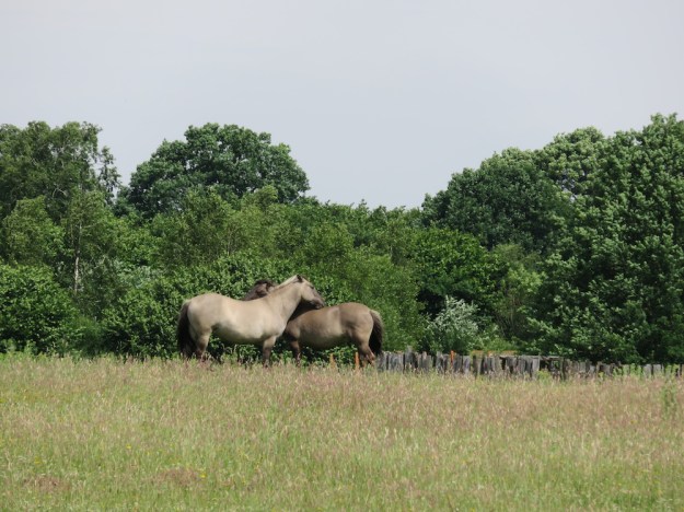 konik-kuscheln