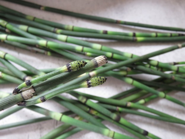 schachtelhalm-ähren 3