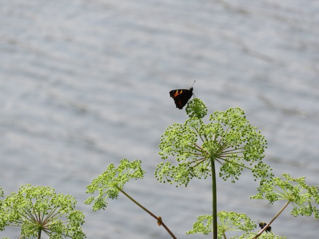 schmetterling-engelwurz