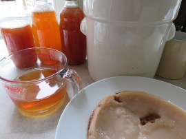 Echten Kombucha ("Allheilmittel") selber herstellen