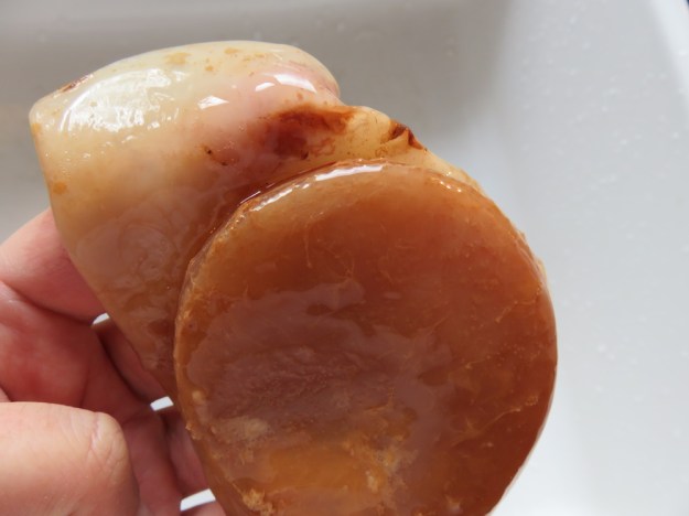 kombucha-scoby