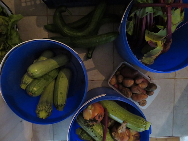 Jeden Tag Zucchini, Gurken, Bete, Kartoffeln ...
