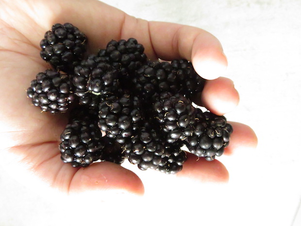 Jeden Morgen und jeden Abend wenn die Tiere versorgt werden, ernten wir im Vorbeigehen Brombeeren aus dem Knick